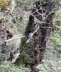 Petroica macrocephala macrocephala