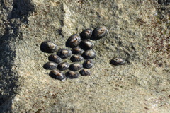 Siphonaria naufragum