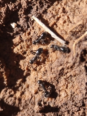 Camponotus ulcerosus