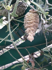 Araujia brachystephana