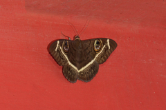 Cyligramma latona