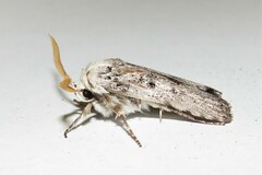 Cryptophasa irrorata