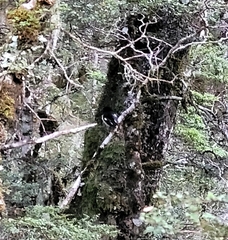 Petroica macrocephala macrocephala