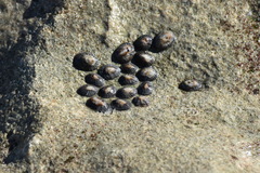 Siphonaria naufragum