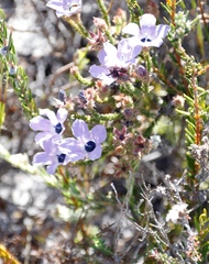 Roella triflora