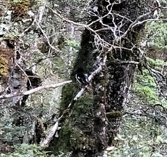 Petroica macrocephala macrocephala