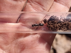 Camponotus ulcerosus