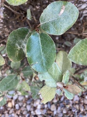 Elaeagnus pungens