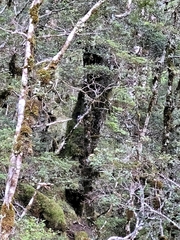 Petroica macrocephala macrocephala