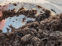 Camponotus ulcerosus