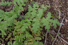 Hydrophylloideae