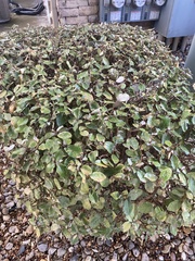 Elaeagnus pungens