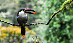 Andigena nigrirostris