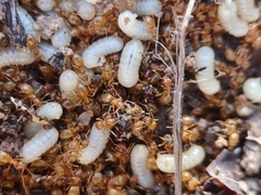 Lasius sitiens