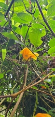 Columnea strigosa