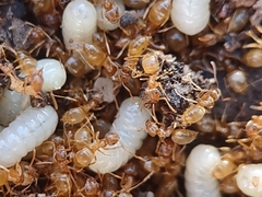 Lasius sitiens