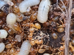 Lasius sitiens
