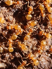 Lasius sitiens
