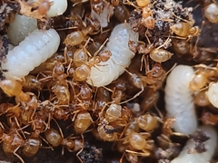 Lasius sitiens