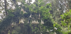 Brugmansia arborea