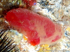 Ascidia mentula