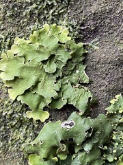 Punctelia subrudecta