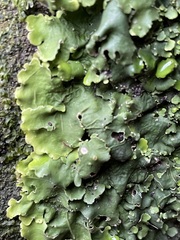 Punctelia subrudecta