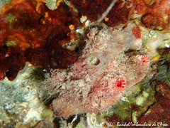 Ascidiella aspersa
