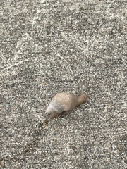 Bulimulus bonariensis