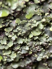 Punctelia subrudecta
