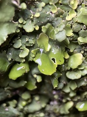 Punctelia subrudecta