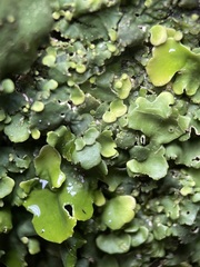 Punctelia subrudecta