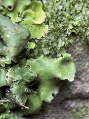 Punctelia subrudecta