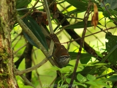 Pheugopedius maculipectus