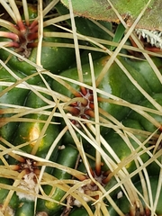 Gymnocalycium monvillei