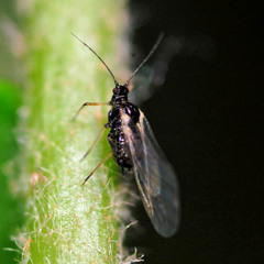 Aphis hederae