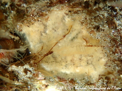 Didemnum peyrefittense