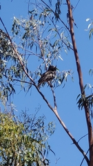 Bubo virginianus magellanicus