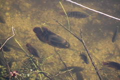 Astronotus ocellatus