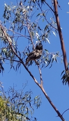 Bubo virginianus magellanicus