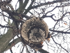 Dolichovespula maculata