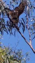 Bubo virginianus magellanicus