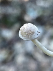 Cystolepiota