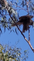 Bubo virginianus magellanicus