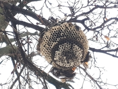 Dolichovespula maculata