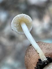 Cystolepiota