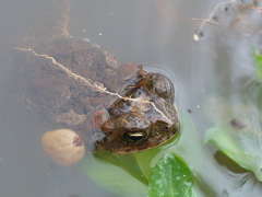 Amblyomma rotundatum