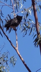 Bubo virginianus magellanicus