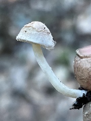 Cystolepiota