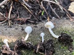 Cystolepiota